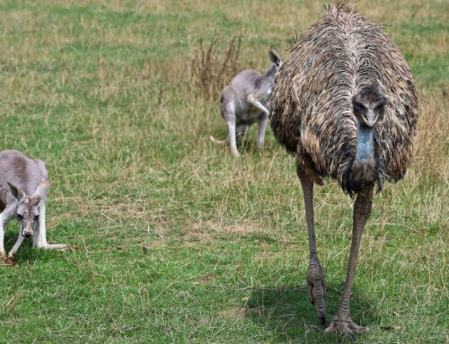 Wyperfeld National Park